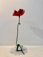 Rosalia